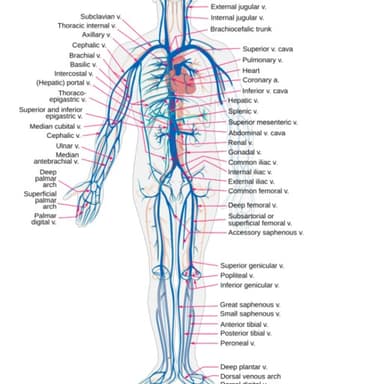 Profil CV vhyuyguhygnbjh