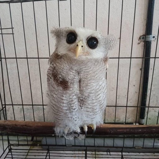 Profil CV Ab