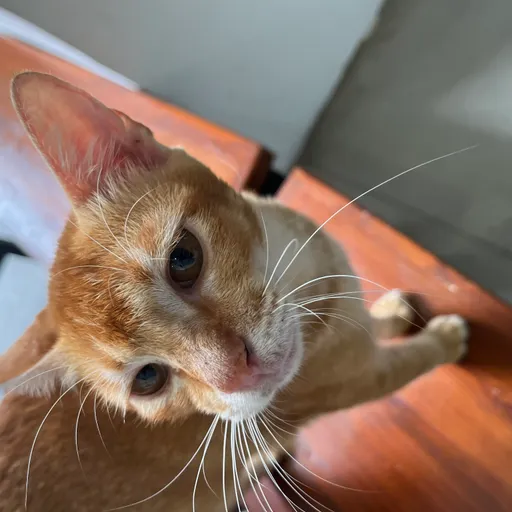 Profil CV Rifqi