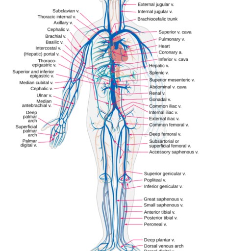 Profil CV vhyuyguhygnbjh